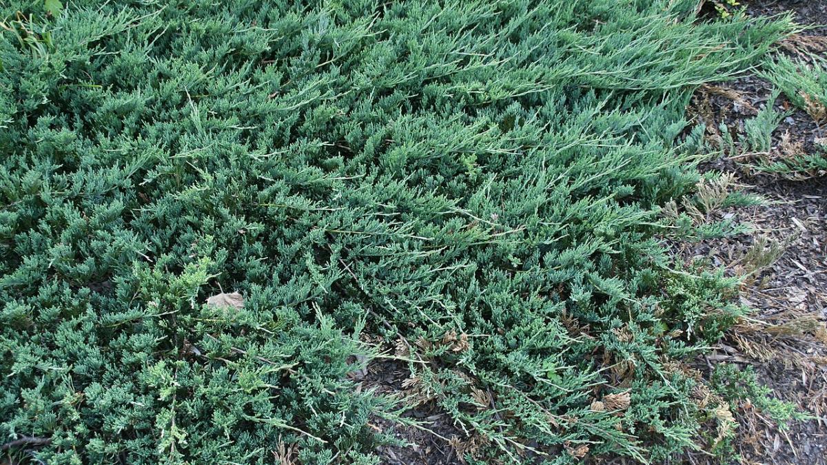 Можжевельник Можжевельник