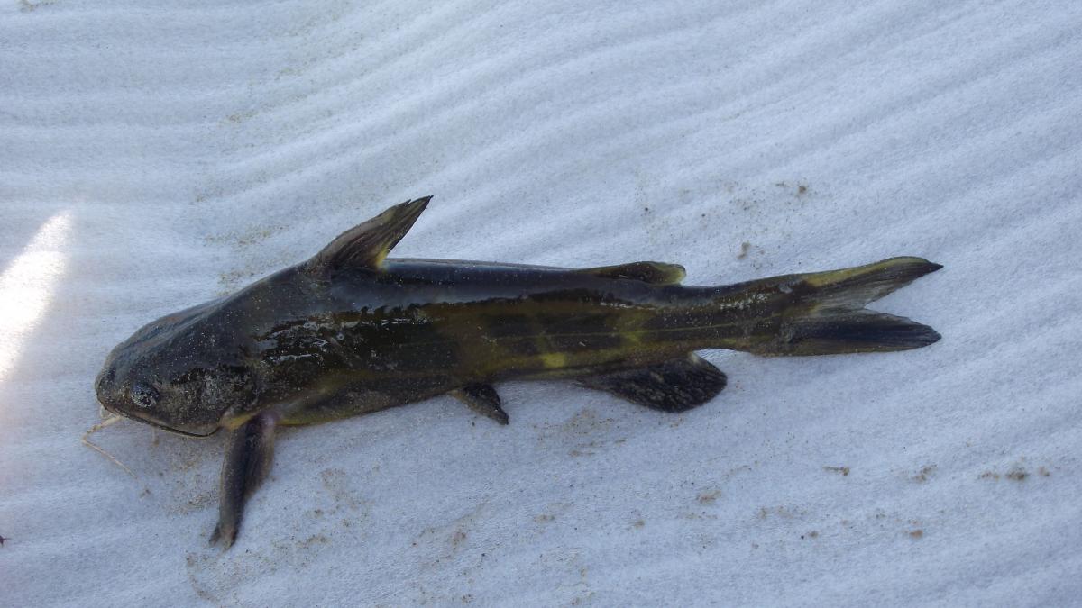 Рыба КОСАТКА поймана в Амуре ф4 Рыба КОСАТКА поймана в Амуре ф4
