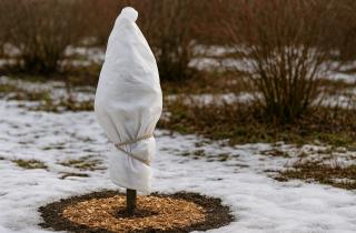 Кажется живым, а весной не просыпается: из-за этой ошибки сад гибнет после зимы