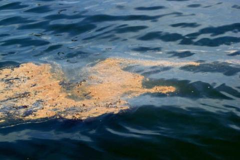 На Черном море закрыты 159 пляжных зон из-за последствий разлива мазута