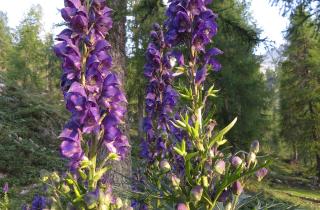 Частое деление армерии улучшило цветение — агрономы