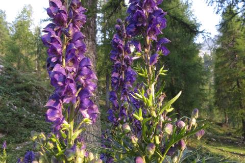 Частое деление армерии улучшило цветение — агрономы