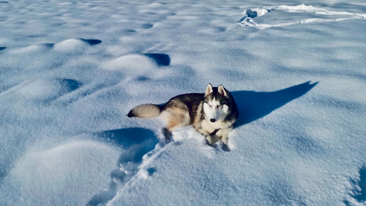 Хаски на снегу