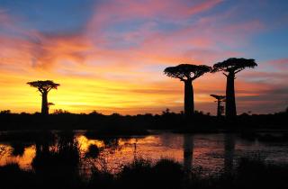 Когда гигантов спасают крошки: как летучие мыши и мотыльки удерживают баобабы от вымирания