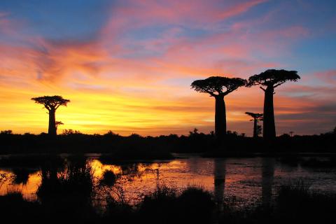 Когда гигантов спасают крошки: как летучие мыши и мотыльки удерживают баобабы от вымирания