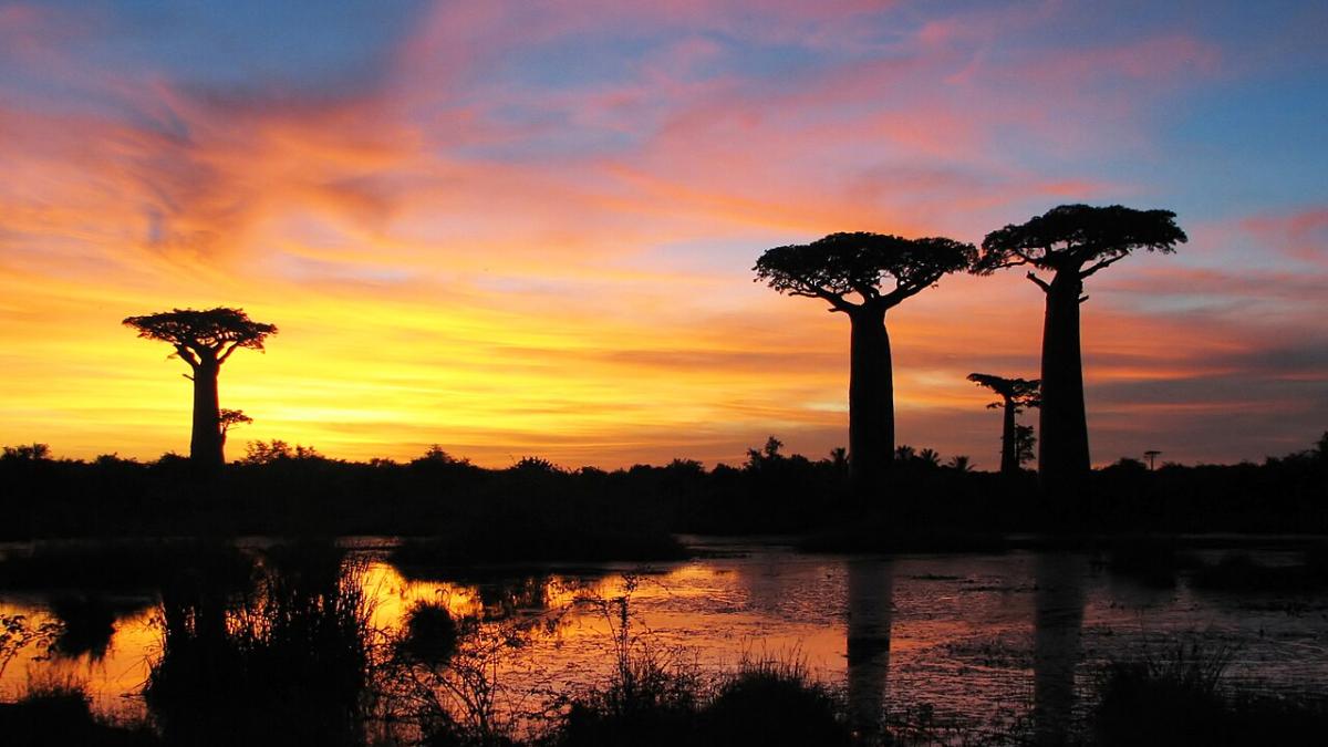 Закат среди баобабов на Мадагаскаре