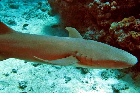 Оранжевую акулу-няньку поймали у Коста-Рики — Science Alert