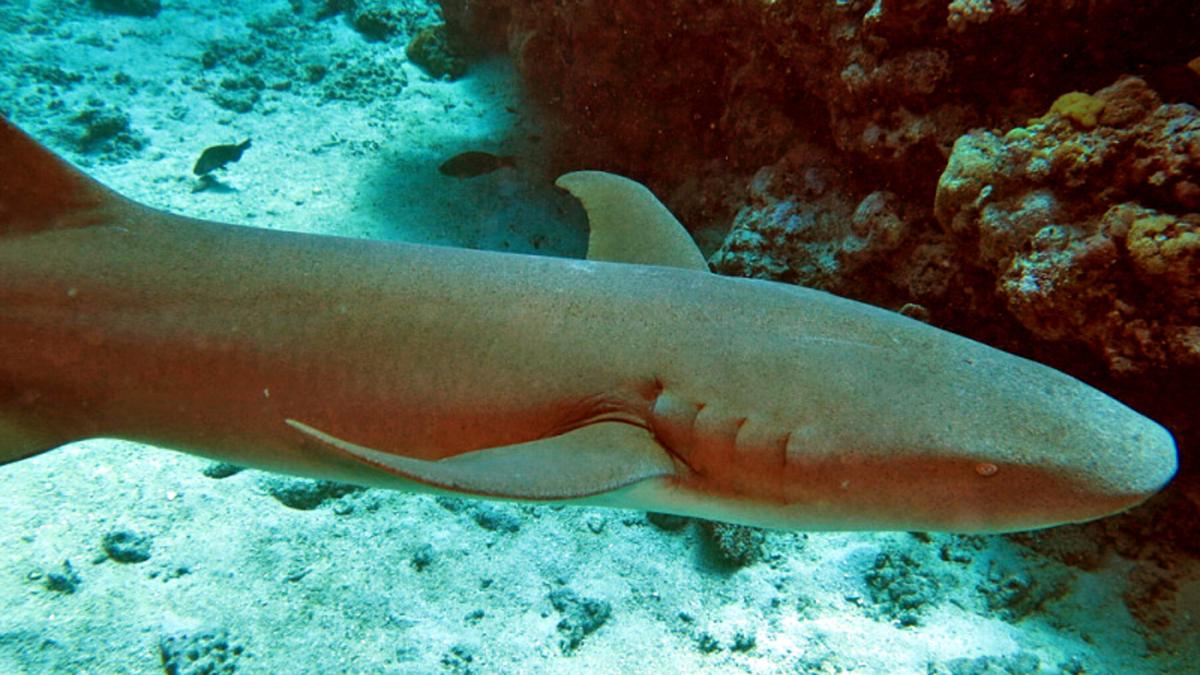 Акула-нянька