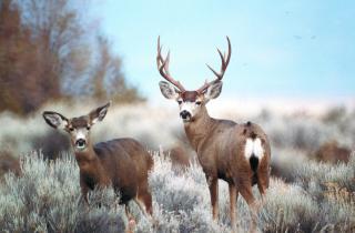 Новая глава в науке о жизни: спутник будет следить за каждым полётом, шагом и миграцией