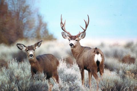 Новая глава в науке о жизни: спутник будет следить за каждым полётом, шагом и миграцией