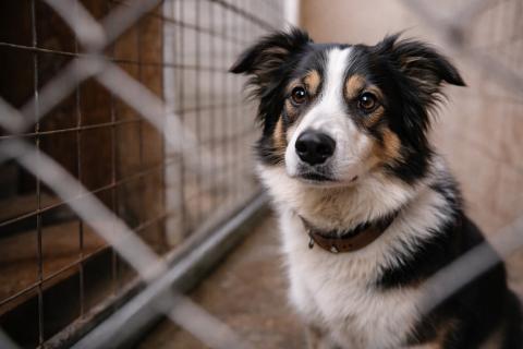 В Ухте собаку вернули хозяину после отлова за 21 тысячу рублей — Комиинформ