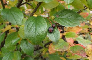 Кизил помогает восстанавливать экосистемы — учёные