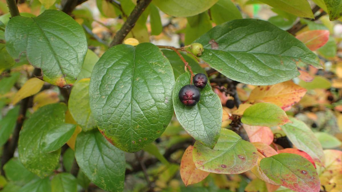 Черноплодный кизил