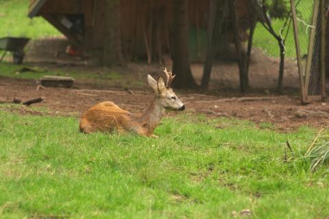 В Хабаровском крае усилили контроль за соблюдением законодательства во время миграции косуль — КП Хабаровск