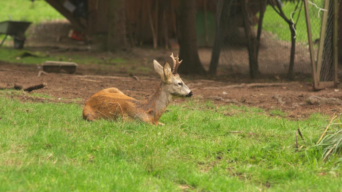 Косули в зверинце замка Шёнборна