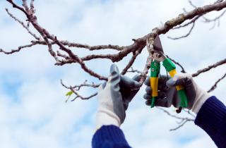 Мёртвые изгороди стали убежищем для птиц и насекомых — Garden Culture