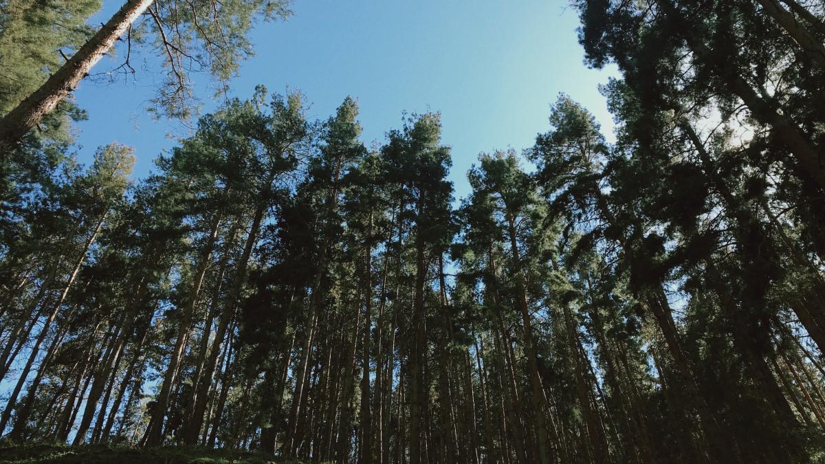 Киргизстан, Сосновый лес Киргизстан, Сосновый лес