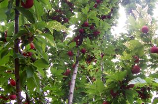 Слива прорастает через три месяца стратификации — агрономы