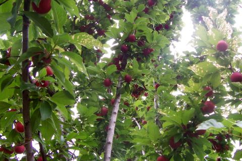 Слива прорастает через три месяца стратификации — агрономы