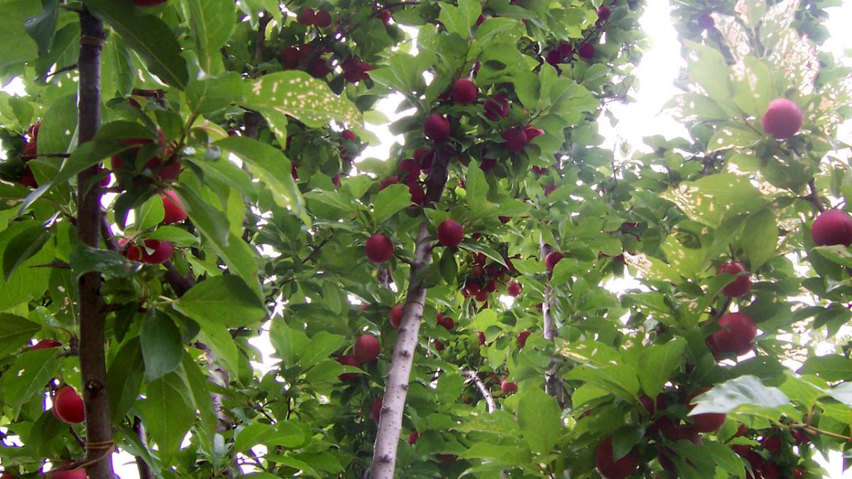 Дерево сливы