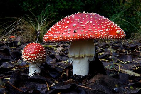 Грибы строят лес — и вот как это работает
