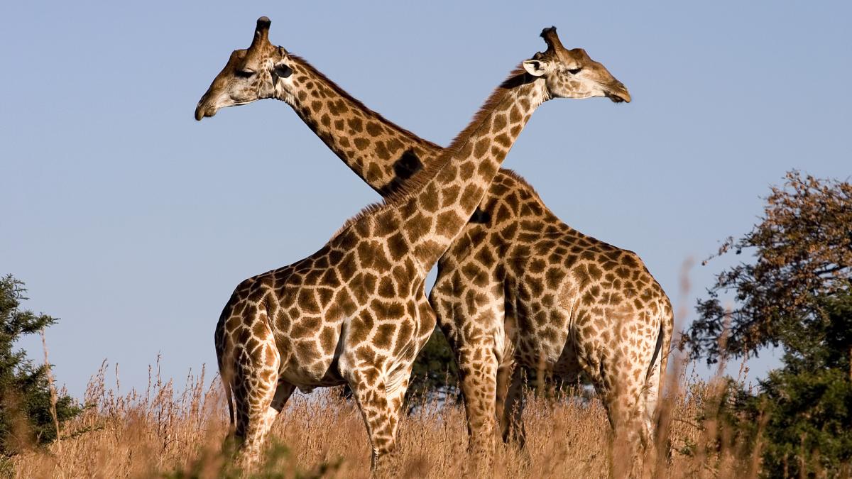 Giraffe Ithala KZN South Africa Luca Galuzzi 2004 Giraffe Ithala KZN South Africa Luca Galuzzi 2004