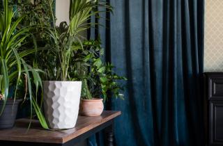 Пожелтевшие листья указывают на переувлажнение и гниль корней — Хакни реальность