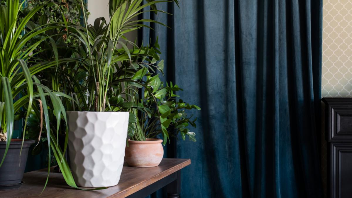 Комнатные растения