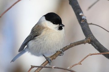 Удивительные способы животных делать запасы на зиму. Птицы