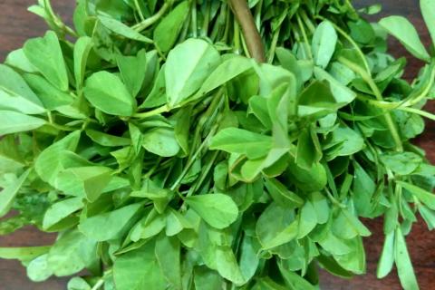 Семена пажитника дали всходы за 7 дней — агрономы