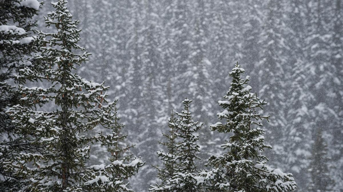 тайга природа зима