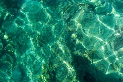 Странное поведение воды: может ли она запоминать информацию?