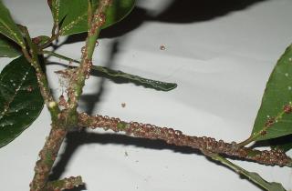 Белые точки на ветках — коварный враг смородины: где искать и как вовремя уничтожить