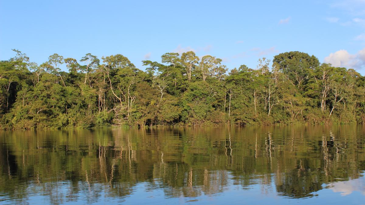 Amazon Rainforest Amazon Rainforest