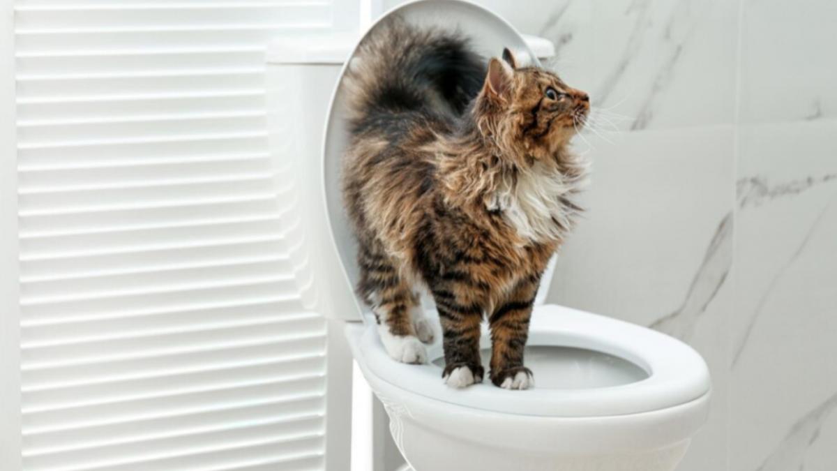 кот на унитазе кот на унитазе