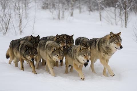 Волчья стая зимой