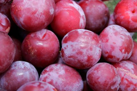 Вредители из Китая: как калифорнийская щитовка попала на Камчатку