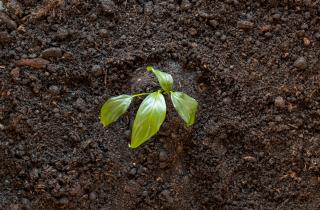 В Ростовской области ученые ЮФУ начали создавать искусственный чернозём из истощённых песков