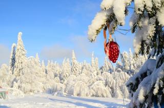 На Камчатке стартовала установка более 20 новогодних елей
