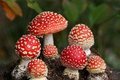 Убивает ли мухомор мух? Убивает ли мухомор мух?
