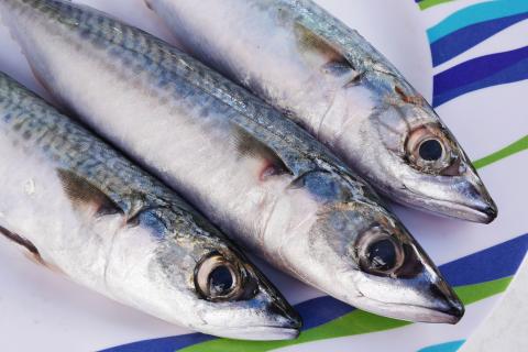 Как молодёжь России помогает ловить рыбу на краю земли