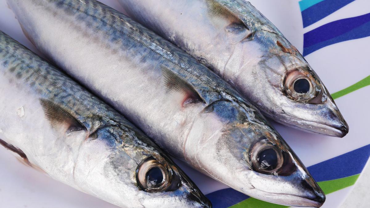 Скумбрия Скумбрия