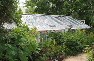 Теплица прогревается быстрее благодаря бутылкам с водой — Белновости