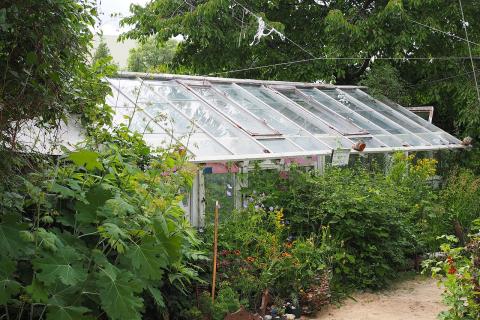 Теплица прогревается быстрее благодаря бутылкам с водой — Белновости