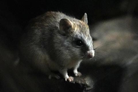 Мэр Архангельска Морев разработал комплекс мер по дератизации в городе