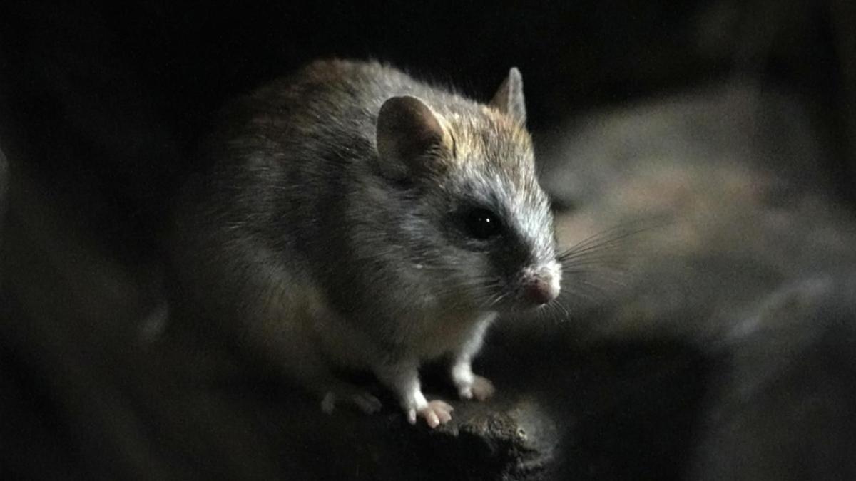 акациевая крыса