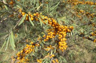 Облепиха выдержала морозы до минус 40 — агрономы