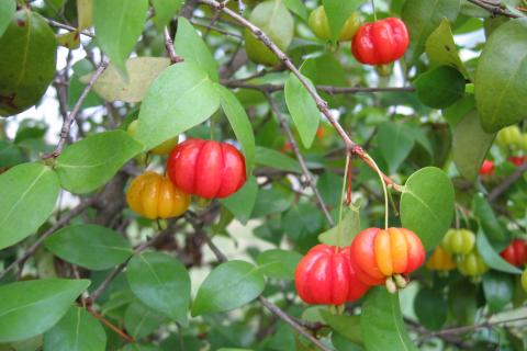 Высокая влажность блокирует опыление томатов — агрономы