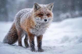 Бешеный гость в собачьей будке: лисица принесла вирус прямо на частное подворье в Амурской области