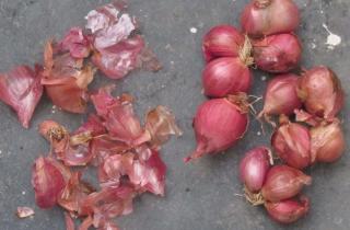 Луковая шелуха улучшает структуру почвы — агрономы